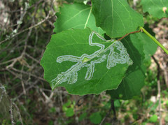 Phyllocnistis labyrinthella