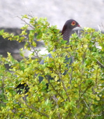 Patagioenas squamosa