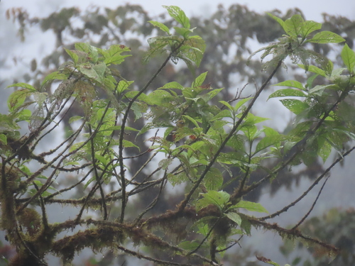 White-winged Tanager (Piranga leucoptera), photo 8