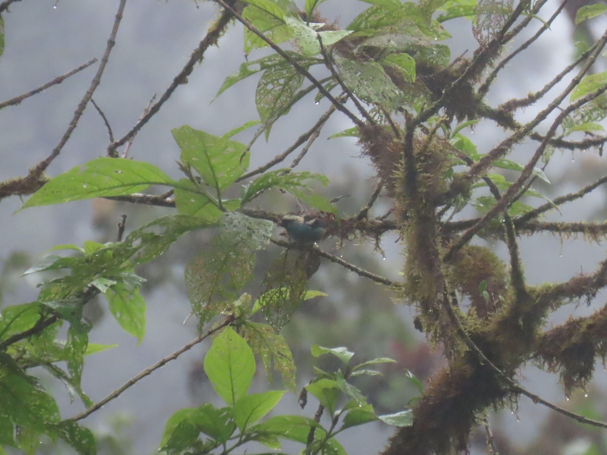 Metallic-green Tanager (Tangara labradorides), photo 1