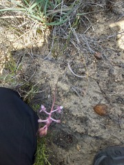 Ledebouria ovalifolia