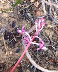 Ledebouria ovalifolia