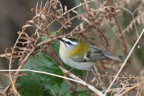 Reyezuelo listado (Regulus ignicapilla)