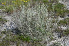 Artemisia hololeuca