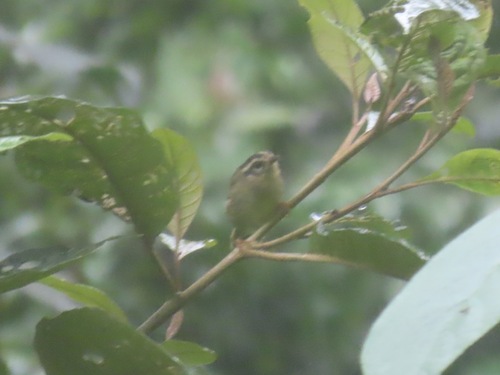 Three-striped Warbler (Basileuterus tristriatus)