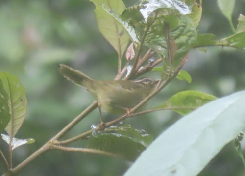 Three-striped Warbler (Basileuterus tristriatus), photo 2