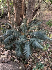 Cycas pectinata