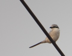 Lanius sphenocercus