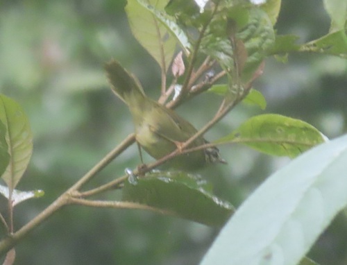 Three-striped Warbler (Basileuterus tristriatus), photo 8