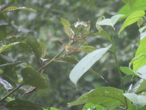Three-striped Warbler (Basileuterus tristriatus), photo 9
