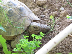 Testudo graeca