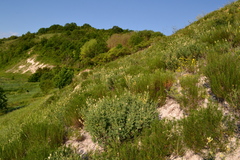 Astragalus albicaulis