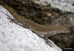 Anolis cristatellus wileyae