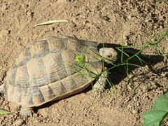 Testudo graeca