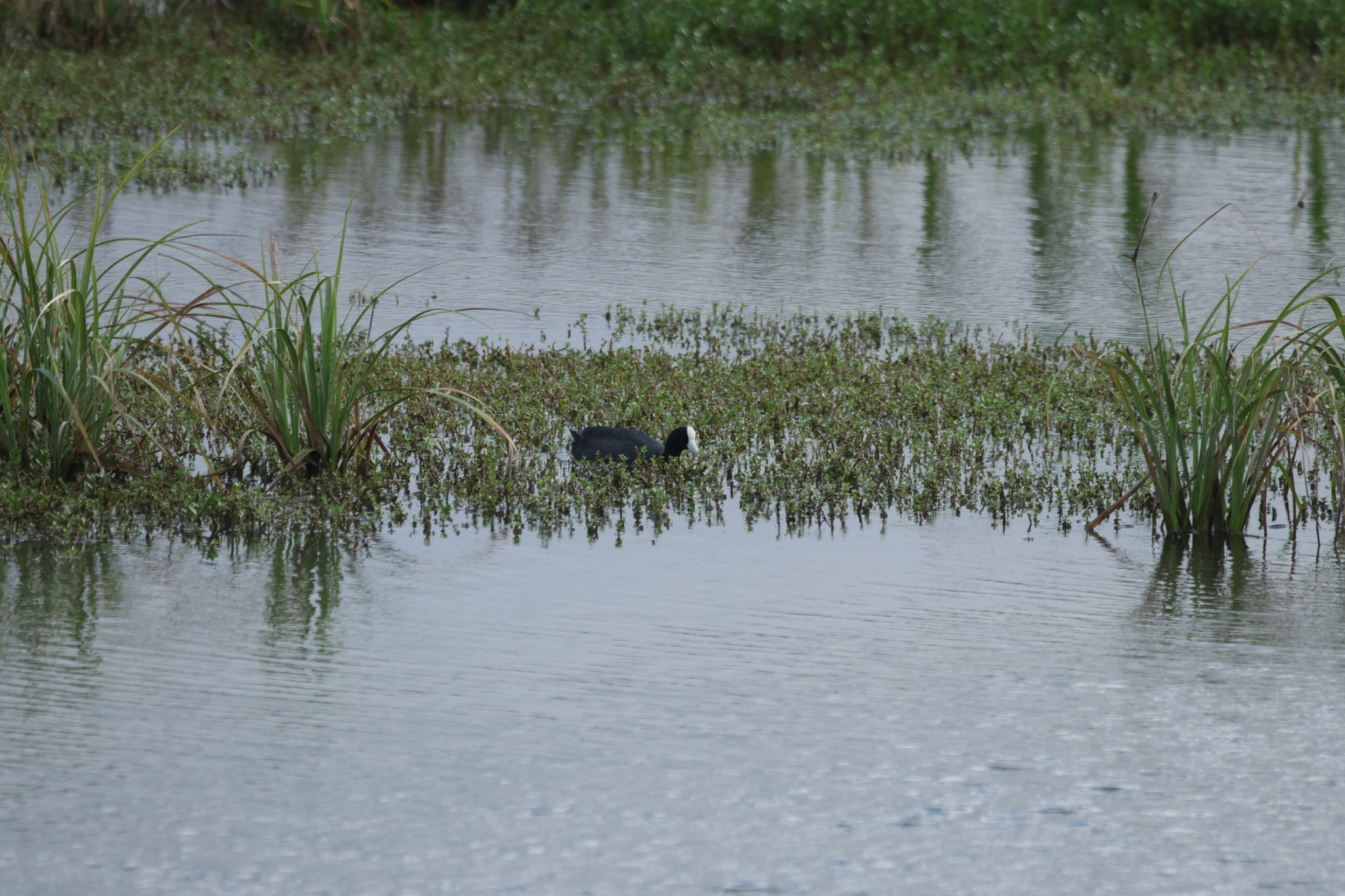 Hawaiian Coot (Fulica alai), photo 10