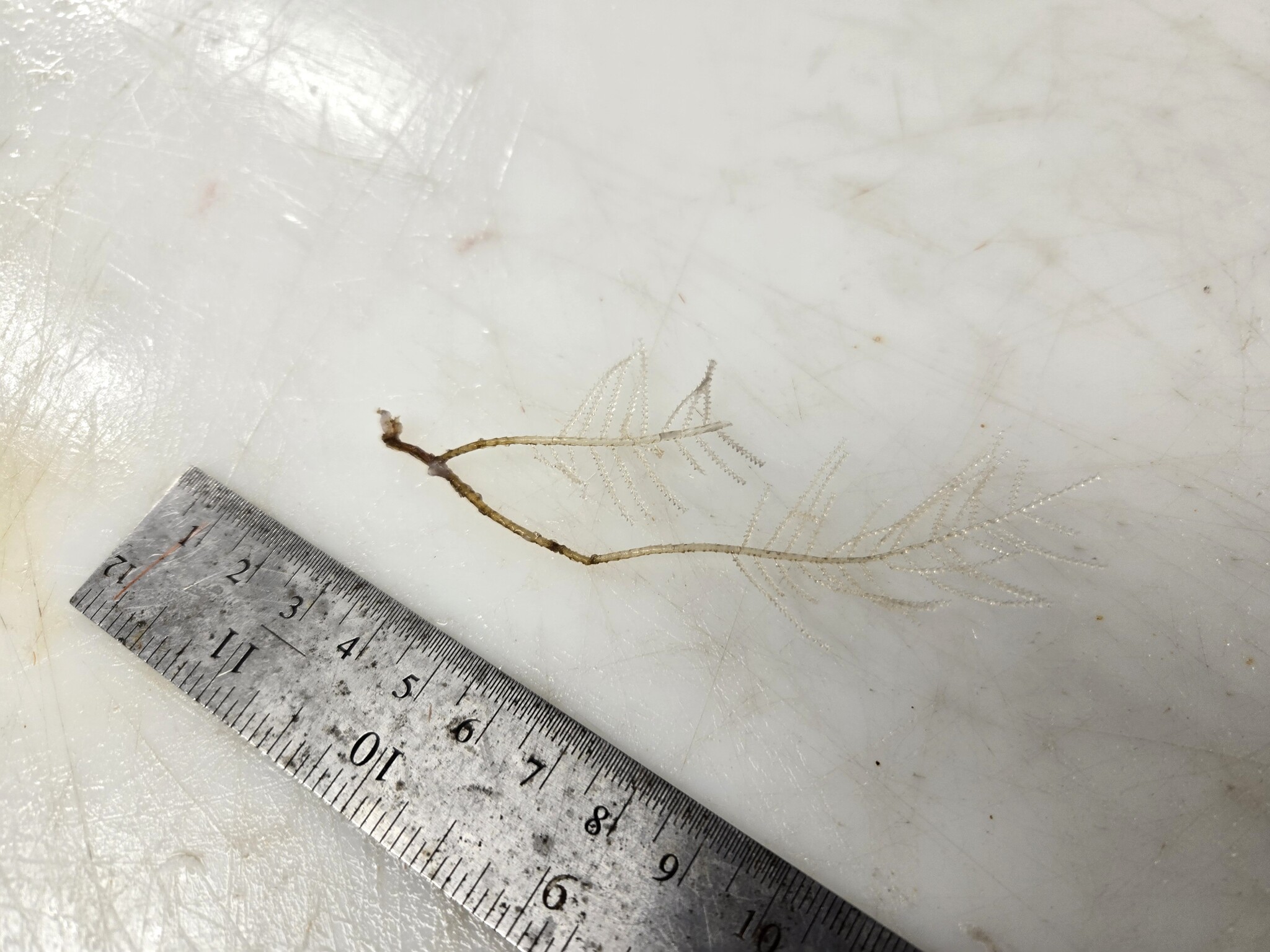 Abietinaria abietina (Linnaeus, 1758)