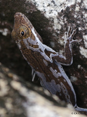 Anolis cristatellus wileyae