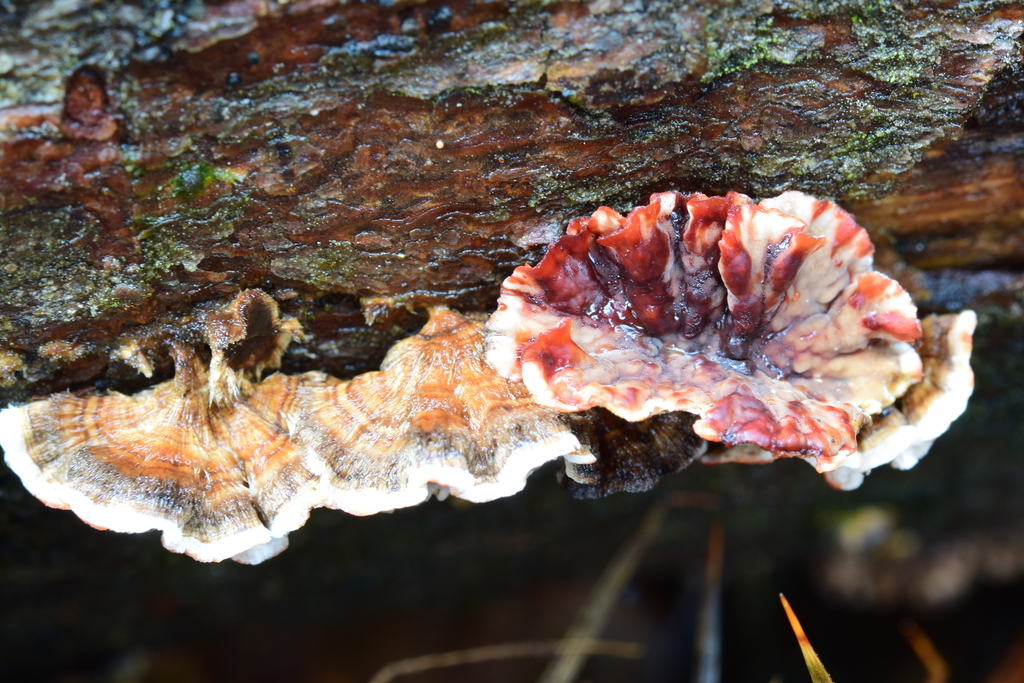 Bleeding Conifer Crust