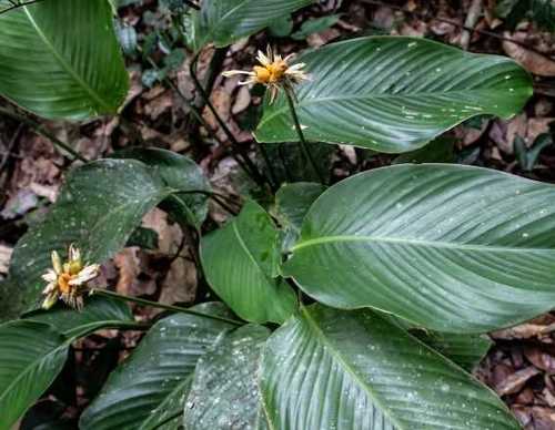 Goeppertia elliptica