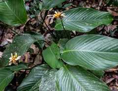 Goeppertia elliptica