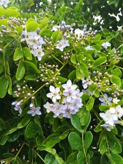Magnoliopsida