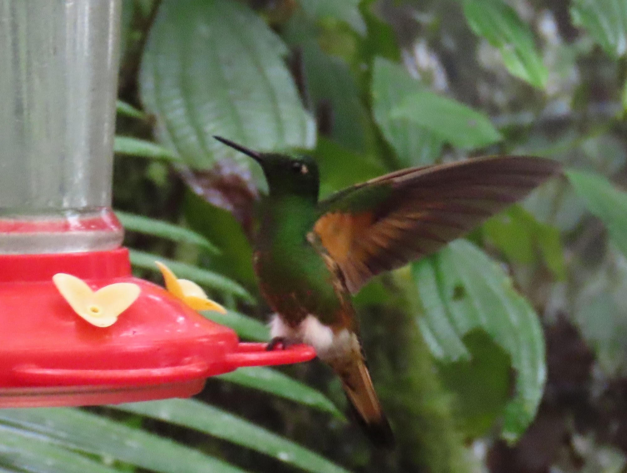 Buff-tailed Coronet (Boissonneaua flavescens), photo 1