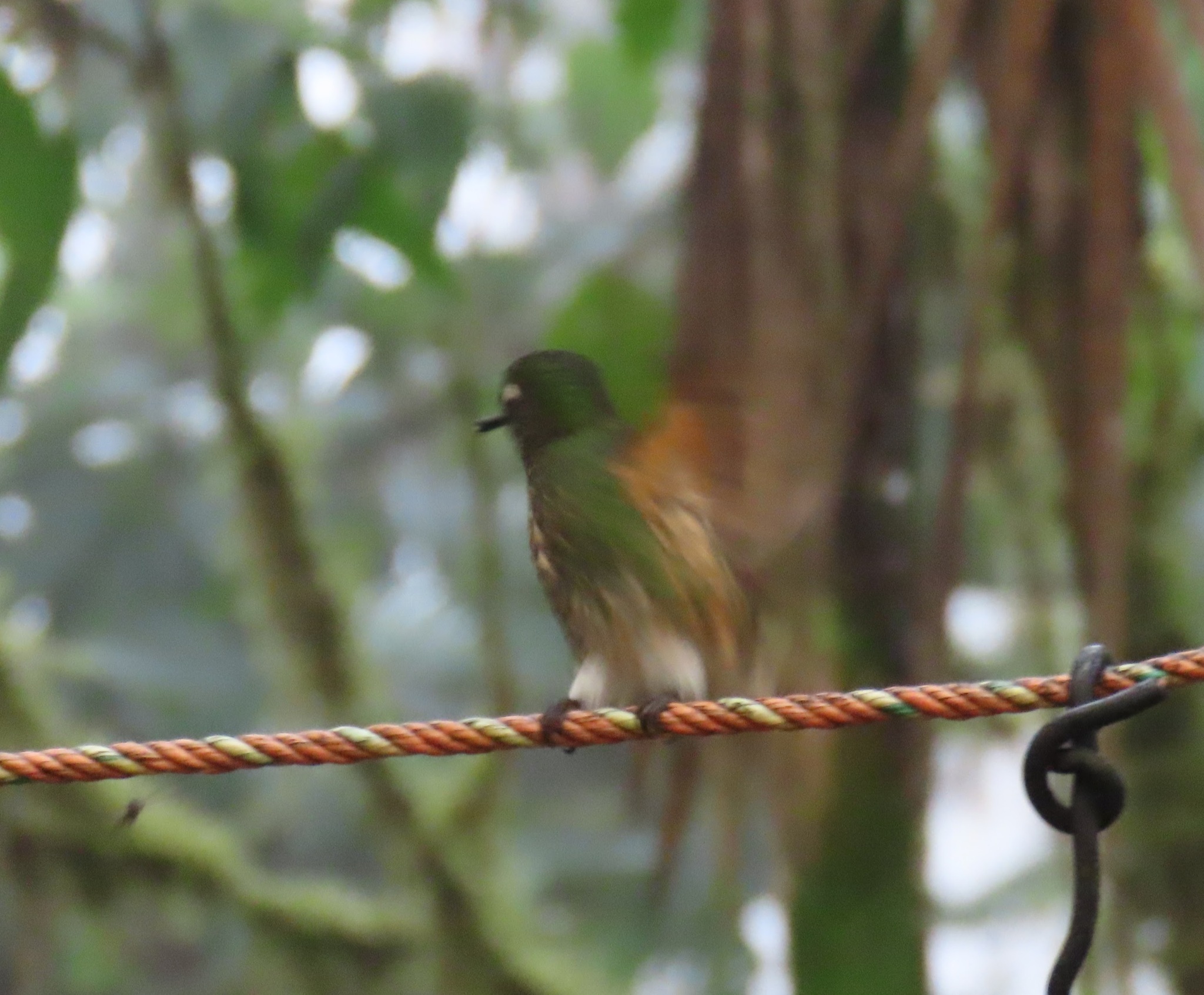 Buff-tailed Coronet (Boissonneaua flavescens), photo 2