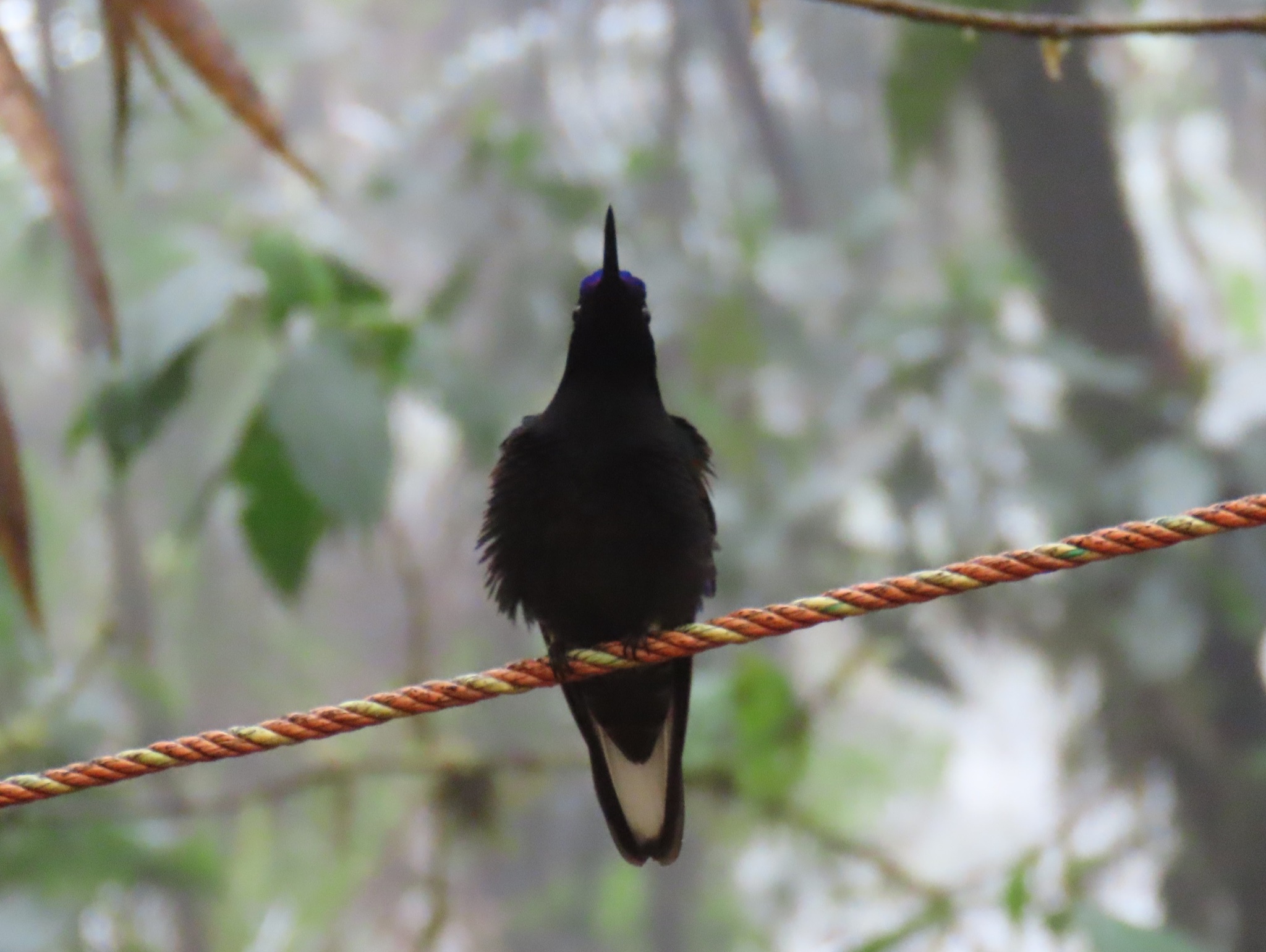 Velvet-purple Coronet (Boissonneaua jardini), photo 4