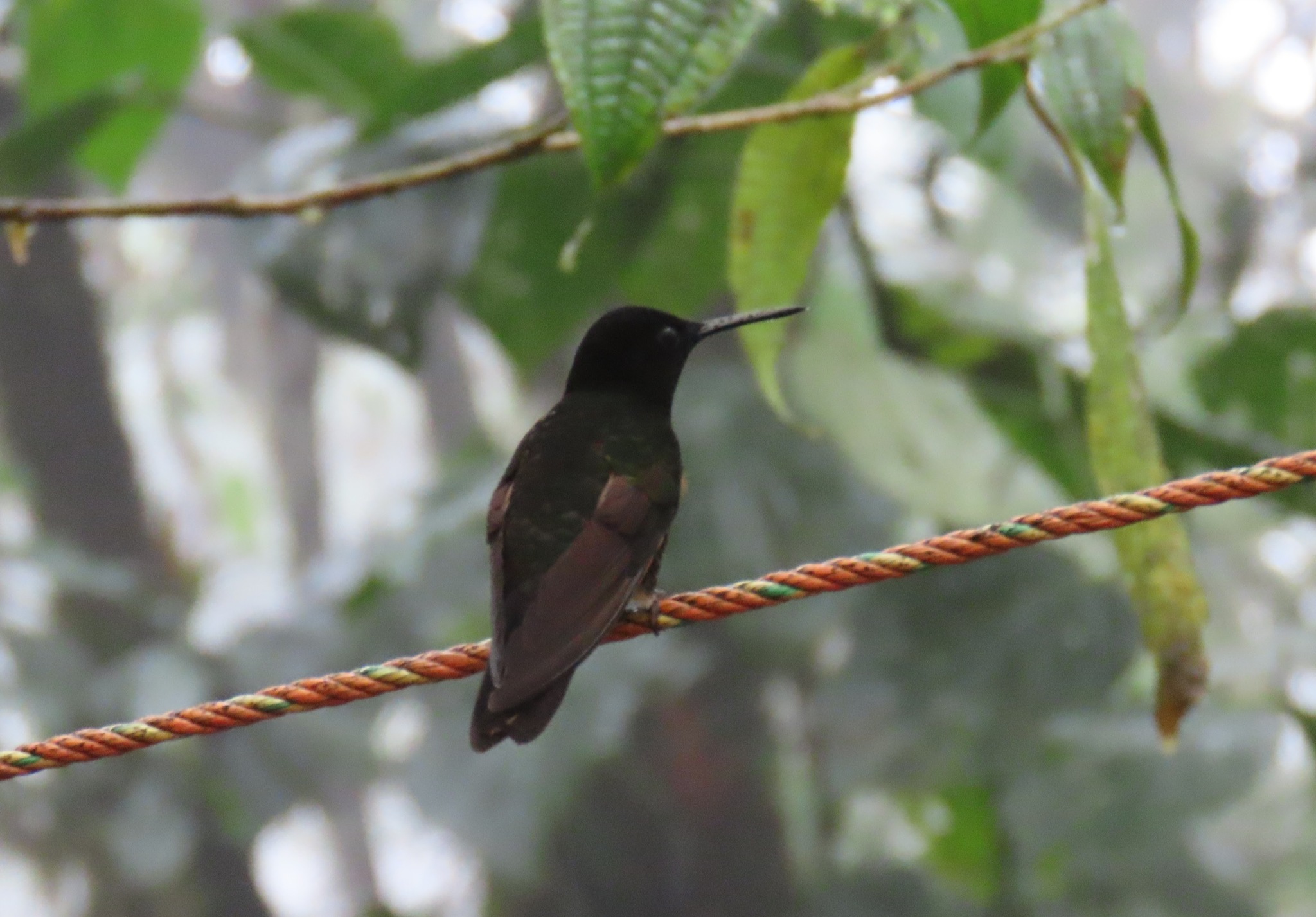 Velvet-purple Coronet (Boissonneaua jardini), photo 3