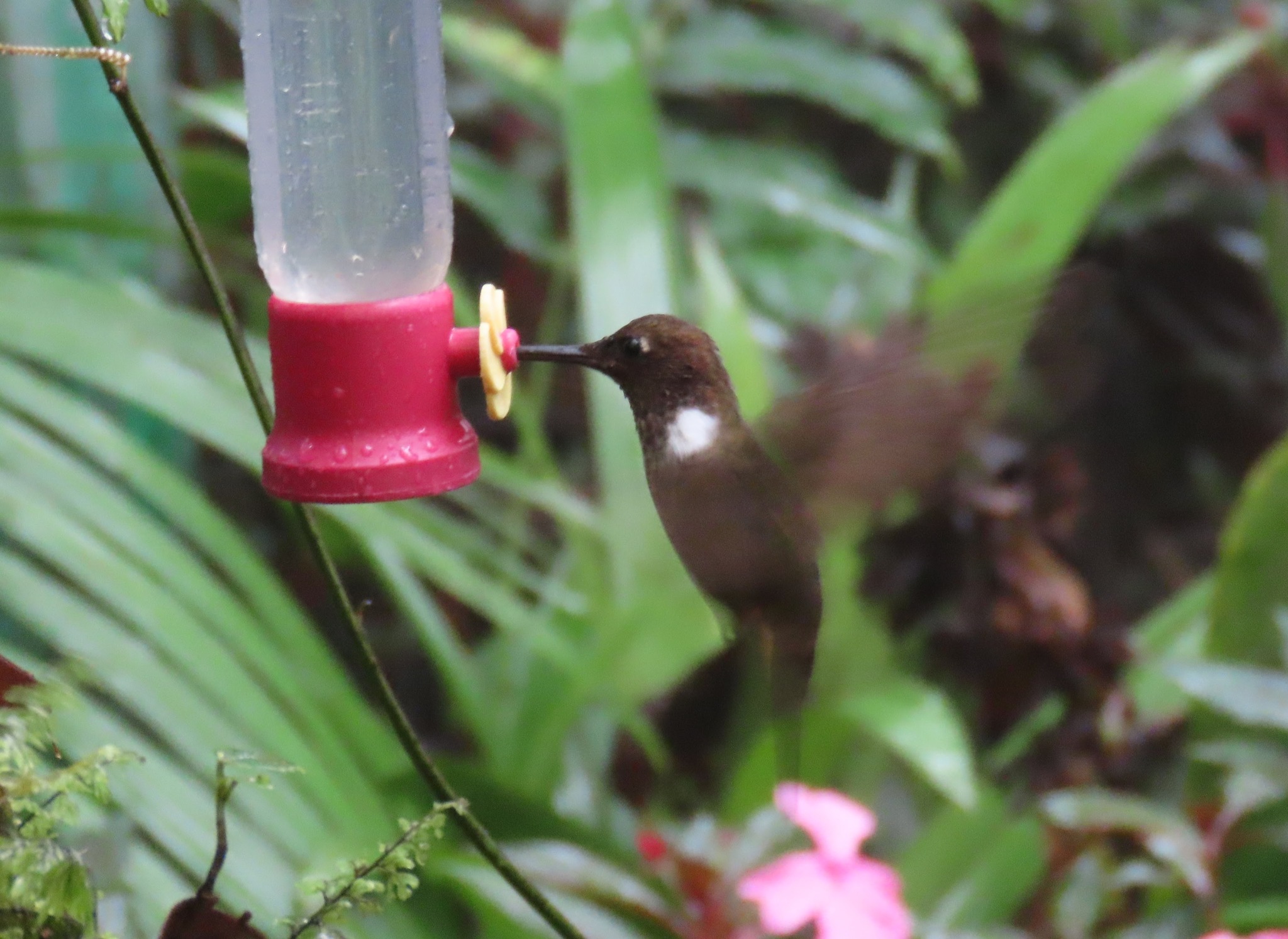 Brown Inca (Coeligena wilsoni), photo 3