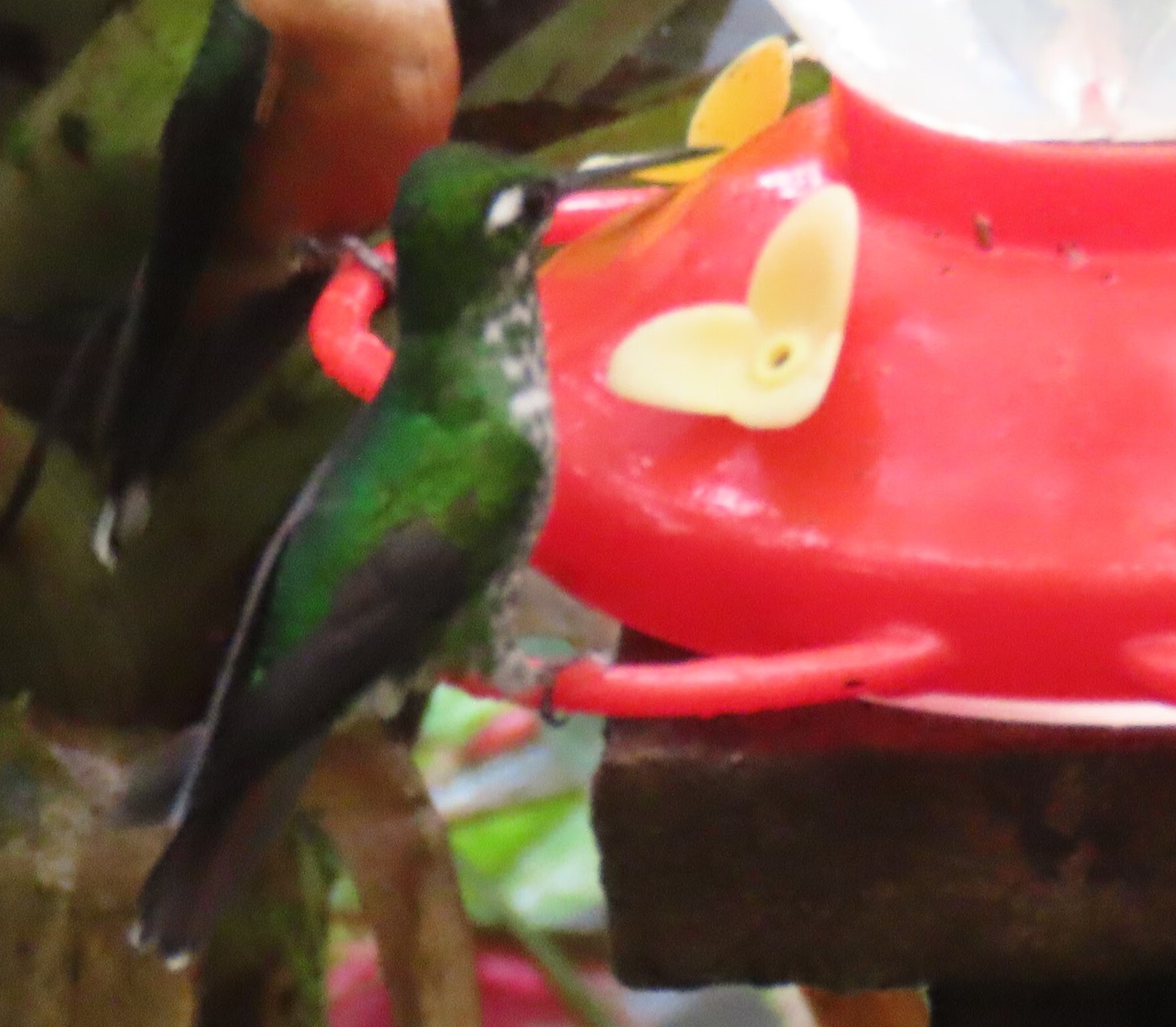 Purple-bibbed Whitetip (Urosticte benjamini), photo 2