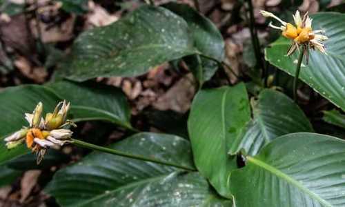Goeppertia elliptica, photograph 1