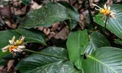 Goeppertia elliptica, photograph Gerry van Tonder, CC BY, iNaturalist via GBIF