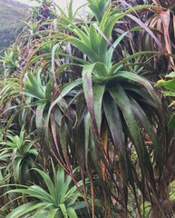 Dracophyllum traversii
