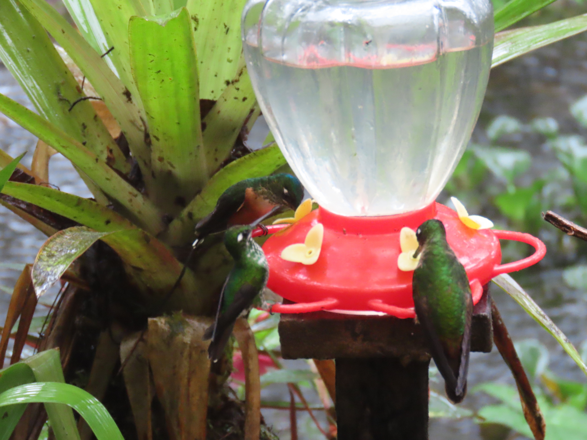 Purple-bibbed Whitetip (Urosticte benjamini), photo 3