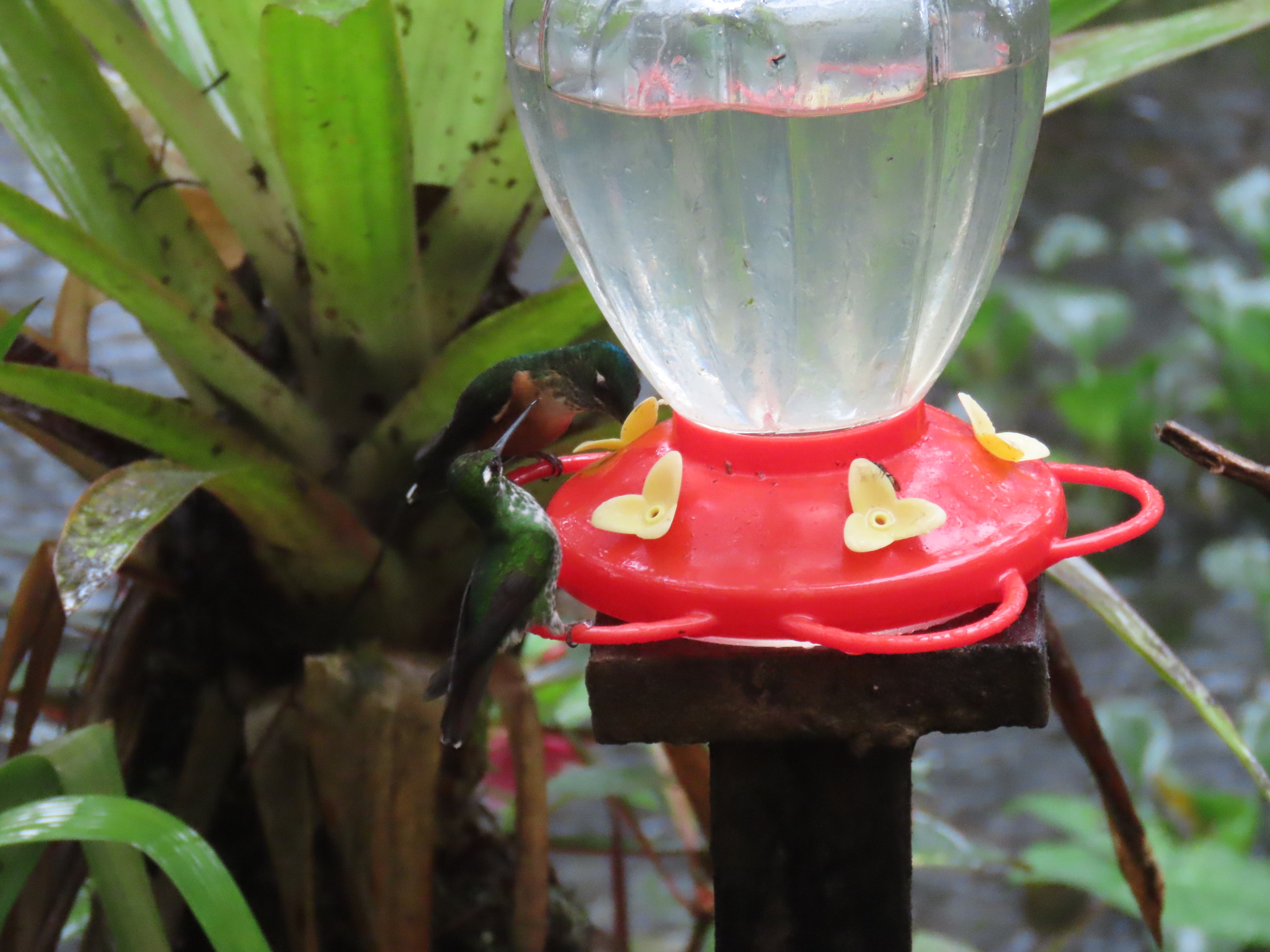 Purple-bibbed Whitetip (Urosticte benjamini), photo 7