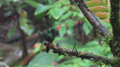 Purple-bibbed Whitetip (Urosticte benjamini), photo 7