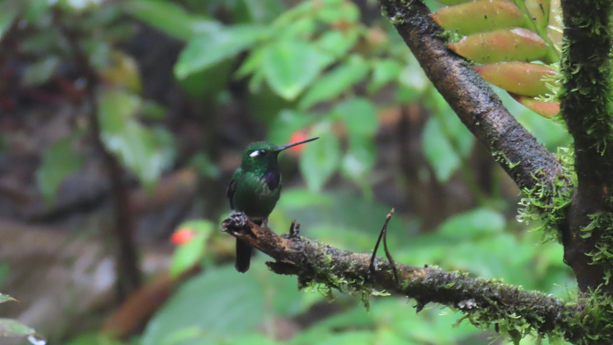 Purple-bibbed Whitetip (Urosticte benjamini), photo 8