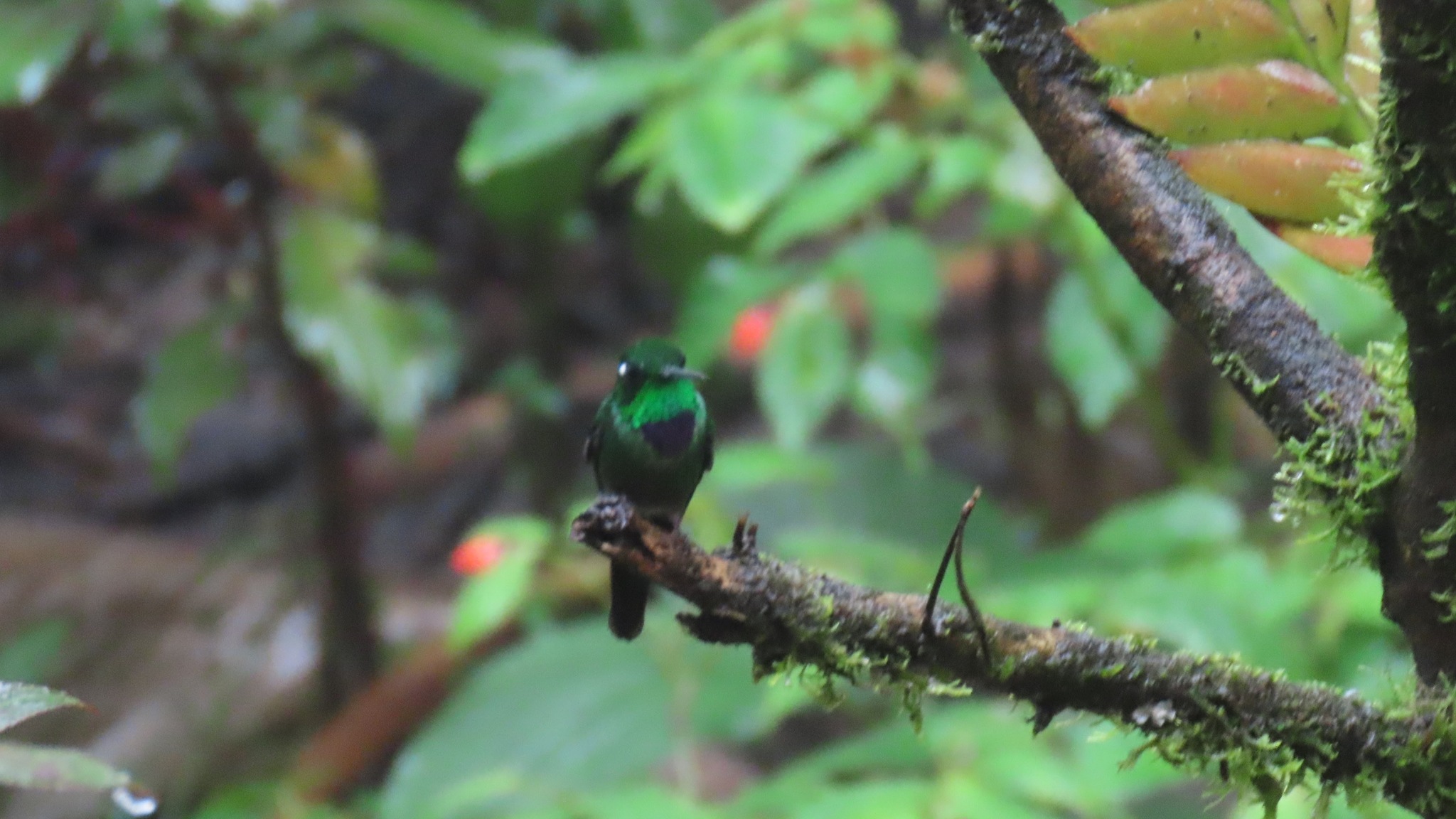 Purple-bibbed Whitetip (Urosticte benjamini), photo 9