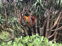 Dracophyllum traversii