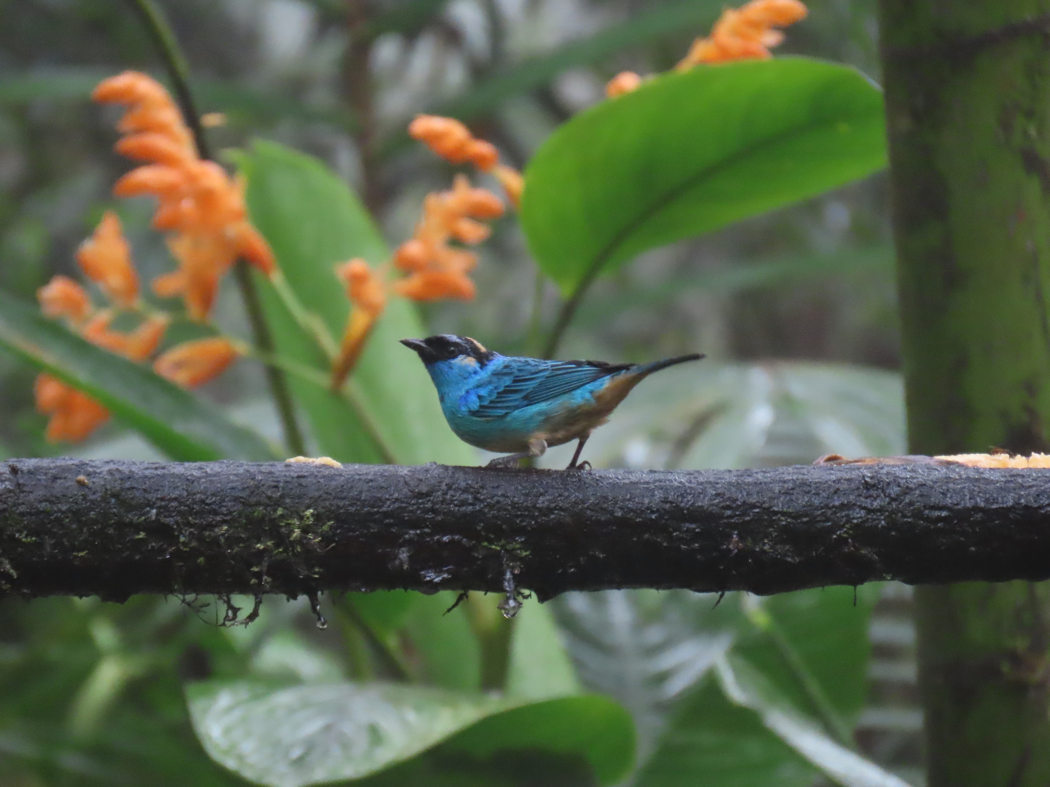 Golden-naped Tanager (Chalcothraupis ruficervix), photo 8