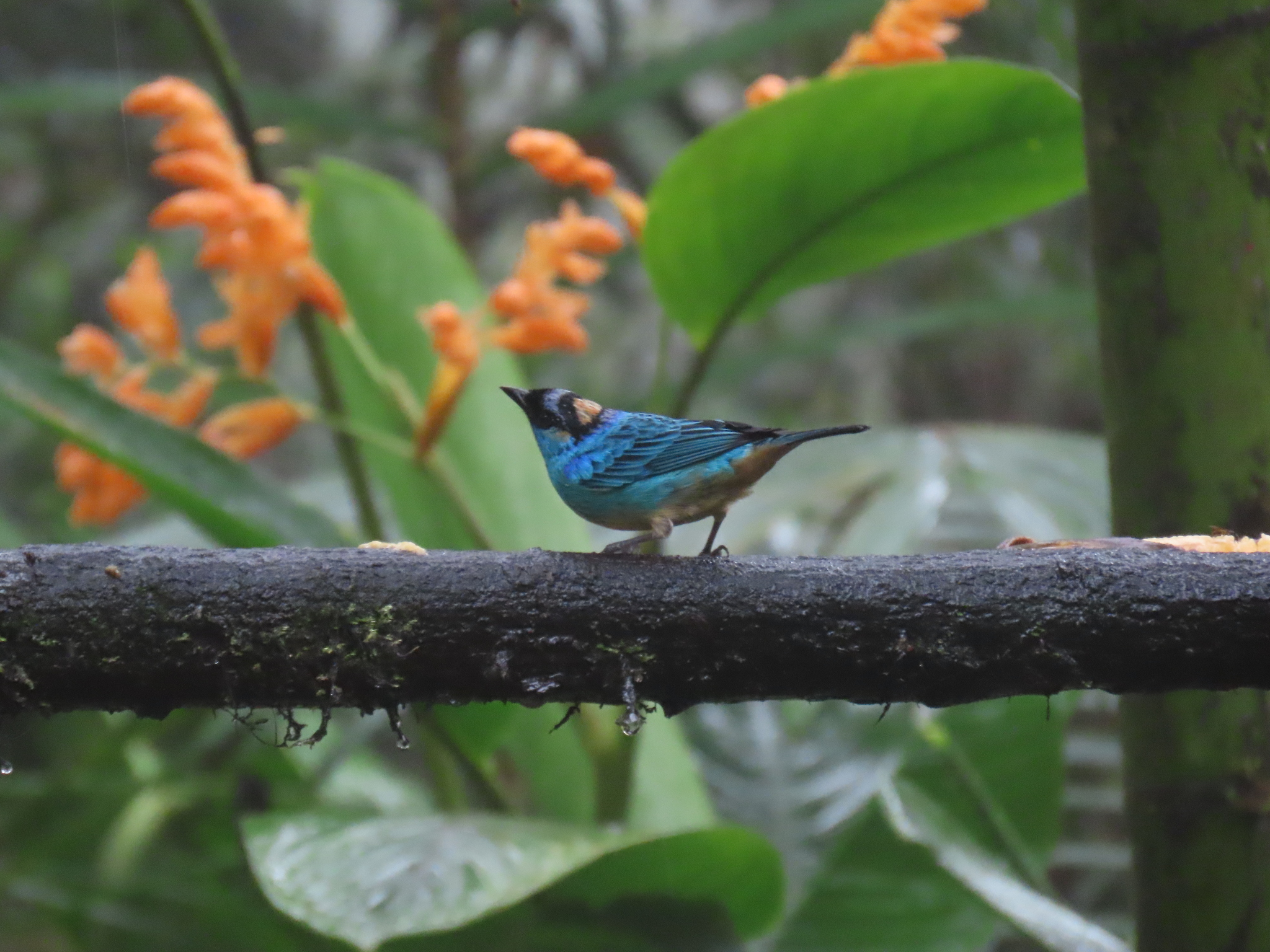 Golden-naped Tanager (Chalcothraupis ruficervix), photo 9