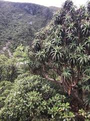 Dracophyllum traversii