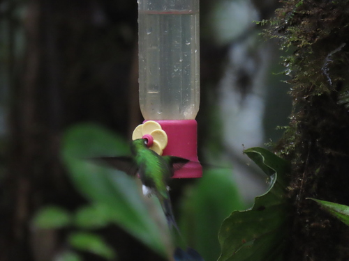 White-booted Racket-tail (Ocreatus underwoodii), photo 3