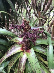 Dracophyllum traversii