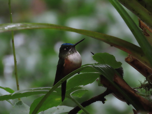 Violet-tailed Sylph (Aglaiocercus coelestis), photo 4