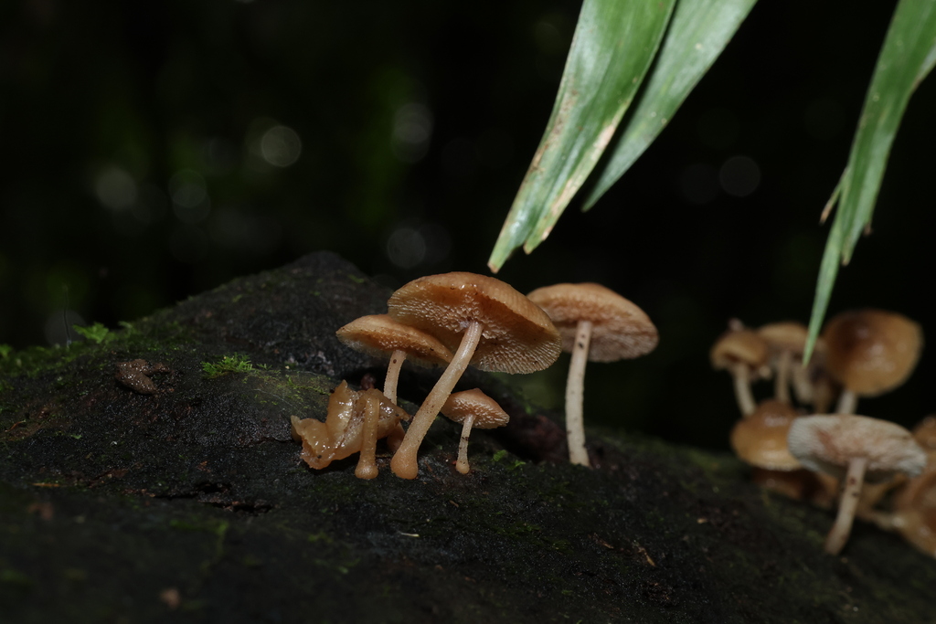Favolaschia manipularis · March 2026 · photo: © gregtasney (iNaturalist, cc-by-sa)