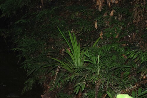 Helmholtzia glaberrima, photograph 5