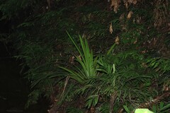 Helmholtzia glaberrima, photograph (c) Greg Tasney, some rights reserved (CC BY-SA)