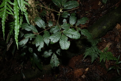Ackama paniculosa, photograph (c) Greg Tasney, some rights reserved (CC BY-SA)